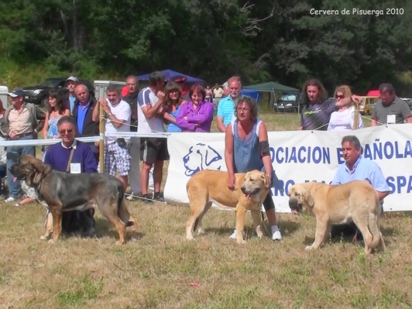 MB 2ª ? de Fonteferra , MB 1ª Brindis de Fonte Xunquera, MB 3ª ? de Hazas de Cesto - Cachorros Hembras, Cervera de Pisuerga, Palencia, Spain (AEPME), 14.08.2010.
Keywords: 2010