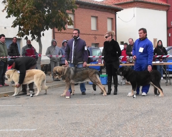 Cachorros Hembra - Mansilla de Las Mulas, León, 07.11.2010
Concurso del campeonato de León 2010 organizado por SOCALE el 7 de noviembre de 2010 en Mansilla de Las Mulas.

Keywords: 2010