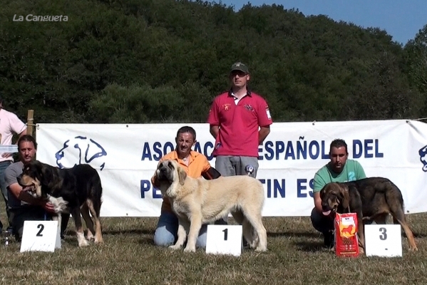 M.B. 1º MEJOR  CACHORRO PEGASO DE BAO LA MADERA, M.B. 2º CHEROKE DE VEGA DE RIO MIERA, M.B. 3º BANDIDO DE FUENTE MIMBRE - CACHORROS  MACHOS - Cervera de Pisuerga 13.08.2011


Keywords: 2011