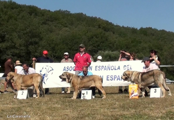 EXC 1º HIDALGO VEGA DEL RIO MIERA, EXC 2ª BOLIVAR, EXC 3º MOLINERO DE HAZAS DE CESTO - JOVENES MACHOS - Cervera de Pisuerga 13.08.2011


Keywords: 2011