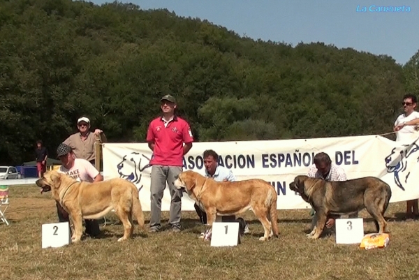 EXC 1ª MEJOR JOVEN ASIA DO CHAN DO CEREIXO, EXC 2ª BOHEMIA DE HAZAS DE CESTO, EXC 3ª QUIKA DUELOS Y QUEBRANTOS - JOVENES  HEMBRAS - Cervera de Pisuerga 13.08.2011


Keywords: 2011