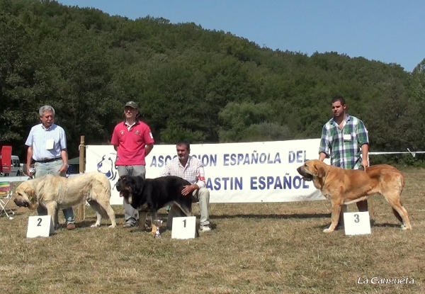 EXC 1º PERSEO DE DUELOS Y QUEBRANTOS, EXC 2º CUETO TIERRA DE ORBIGO, EXC 3º CAIRO TIERRA DE ORBIGO - INTERMEDIA MACHOS - Cervera de Pisuerga 13.08.2011
Keywords: 2011