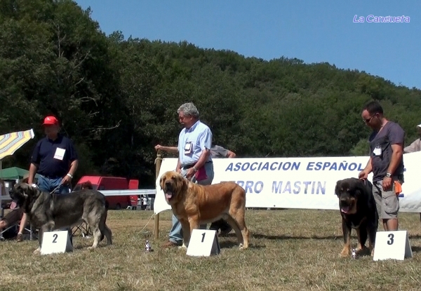 EXC 1º MEJOR MACHO BALAK TIERRA DE ORBIGO, EXC 2º WILKI DE BAO LA MADERA, EXC 3º BOSTOM TIERRA DEN ORBIGO - ABIERTA MACHOS - Cervera de Pisuerga 13.08.2011
Keywords: 2011