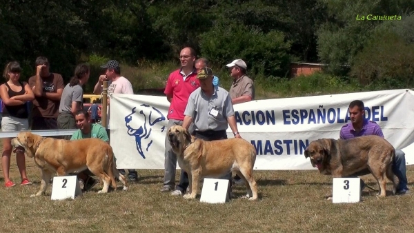 EXC 1ª BIMBA DE AUTOCAN, EXC 2ª, BRINDIS DE FONTE XUNQUERA, EXC 3ª CORA DE BLENDIOS DEL DOBRA - INTERMEDIA HEMBRAS - Cervera de Pisuerga 13.08.2011
Keywords: 2011