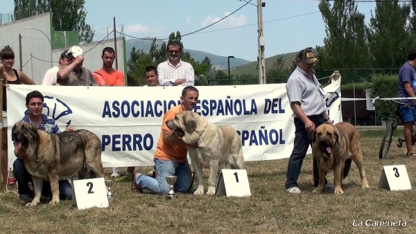 EXC 1ª MEJOR HEMBRA B.I.S. HAYA DE BAO LA MADERA, EXC 2ª DUMA DE RECIECHO, EXC 3ª CHIQUI - ABIERTA HEMBRAS - Cervera de Pisuerga 13.08.2011


Keywords: 2011