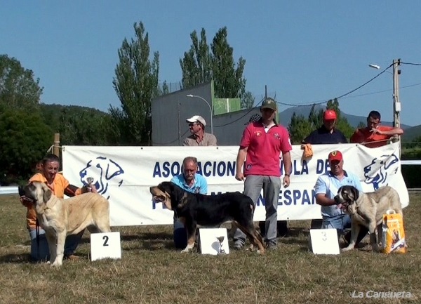 M.B. 1ª RONA DE VEGA DEL RIO MIERA, M.B. 2ª GINEBRA BAO LA MADERA, M.B. 3ª NALA VALLE DEL PISUEÑA - CACHORROS HEMBRAS - Cervera de Pisuerga 13.08.2011


Keywords: 2011