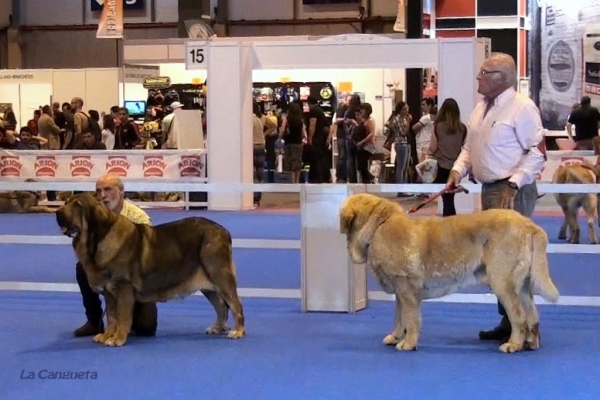 'Razas Españolas', International Spring Show, Madrid, Spain. 27.05.2012
Keywords: 2012