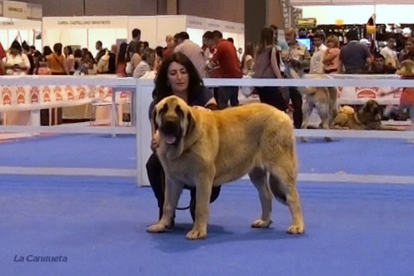 'Razas Españolas', International Spring Show, Madrid, Spain. 27.05.2012
Keywords: 2012