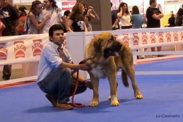 'Razas Españolas', International Spring Show, Madrid, Spain. 27.05.2012
Keywords: 2012