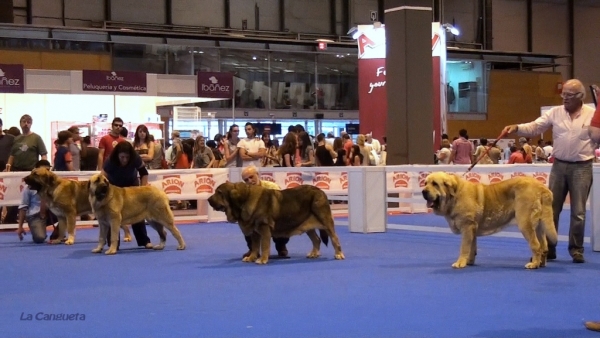 'Razas Españolas', International Spring Show, Madrid, Spain. 27.05.2012
Keywords: 2012