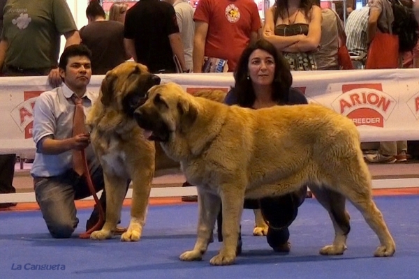 'Razas Españolas', International Spring Show, Madrid, Spain. 27.05.2012
Keywords: 2012