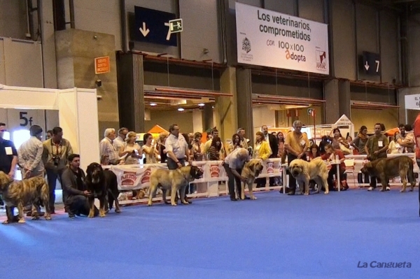 'Razas Españolas', International Spring Show, Madrid, Spain. 27.05.2012
Keywords: 2012