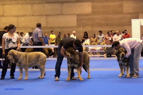 'Razas Españolas', International Spring Show, Madrid, Spain. 27.05.2012
Keywords: 2012