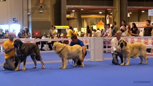 'Razas Españolas', International Spring Show, Madrid, Spain. 27.05.2012
Keywords: 2012