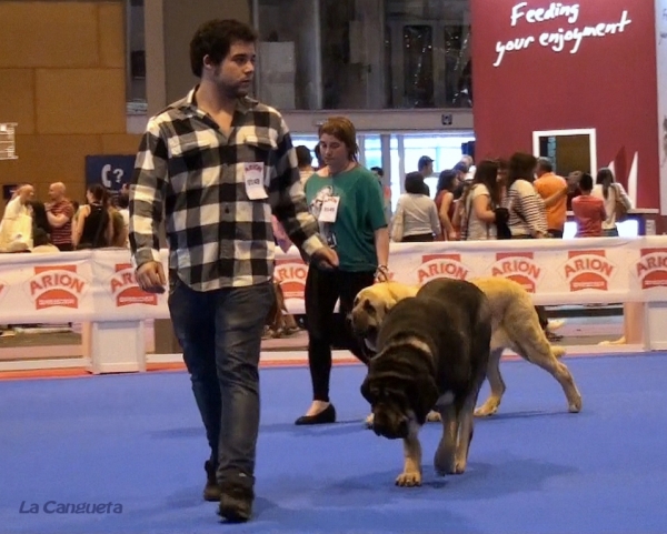 'Razas Españolas', International Spring Show, Madrid, Spain. 27.05.2012
Keywords: 2012