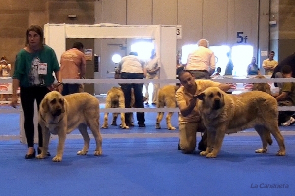 'Razas Españolas', International Spring Show, Madrid, Spain. 27.05.2012
Keywords: 2012