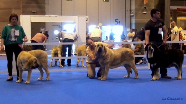 'Razas Españolas', International Spring Show, Madrid, Spain. 27.05.2012
Keywords: 2012