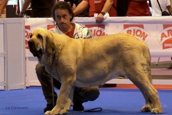 'Razas Españolas', International Spring Show, Madrid, Spain. 27.05.2012
Keywords: 2012