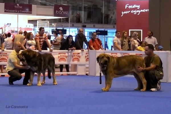 'Razas Españolas', International Spring Show, Madrid, Spain. 27.05.2012
Keywords: 2012