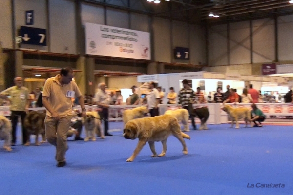 'Razas Españolas', International Spring Show, Madrid, Spain. 27.05.2012
Keywords: 2012