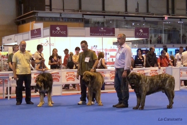 'Razas Españolas', International Spring Show, Madrid, Spain. 27.05.2012
Keywords: 2012