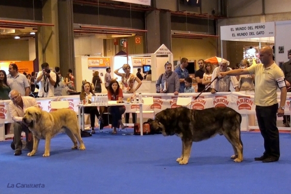 'Razas Españolas', International Spring Show, Madrid, Spain. 27.05.2012
Keywords: 2012