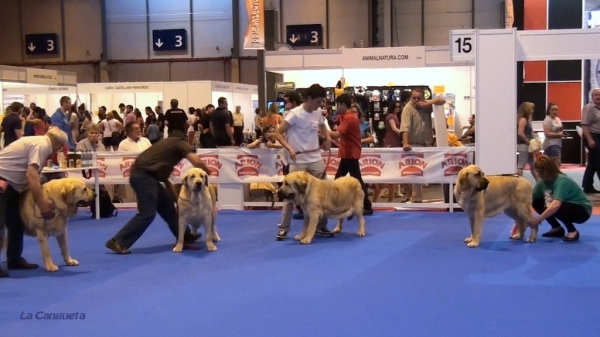 'Razas Españolas', International Spring Show, Madrid, Spain. 27.05.2012
Keywords: 2012