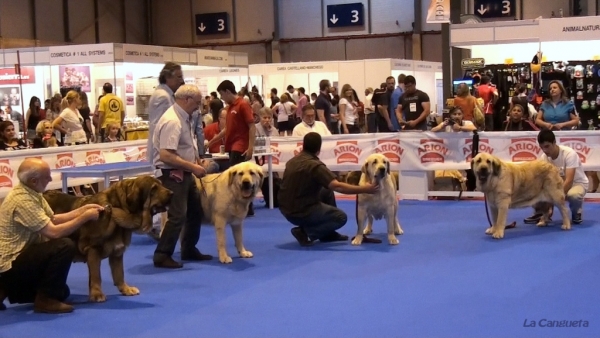 'Razas Españolas', International Spring Show, Madrid, Spain. 27.05.2012
Keywords: 2012