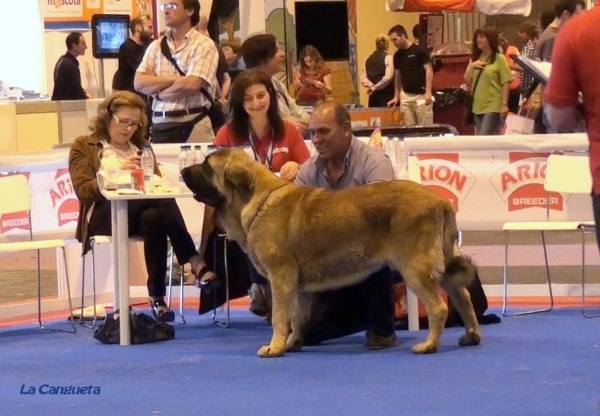 'Razas Españolas', International Spring Show, Madrid, Spain. 27.05.2012
Keywords: 2012