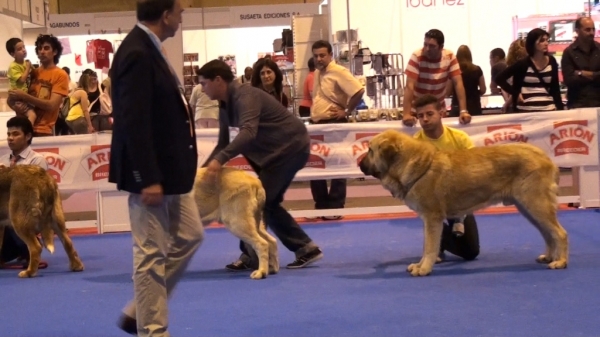 'Razas Españolas', International Spring Show, Madrid, Spain. 27.05.2012
Keywords: 2012