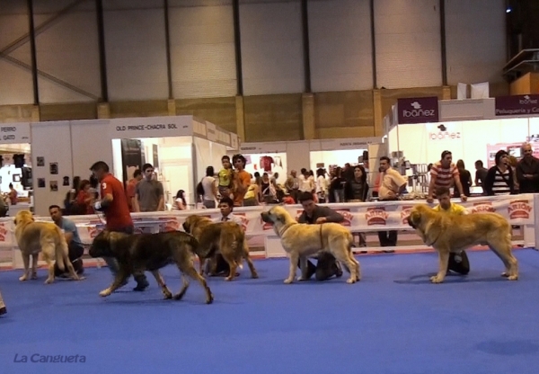 'Razas Españolas', International Spring Show, Madrid, Spain. 27.05.2012
Keywords: 2012