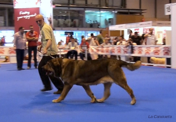 'Razas Españolas', International Spring Show, Madrid, Spain. 27.05.2012
Keywords: 2012