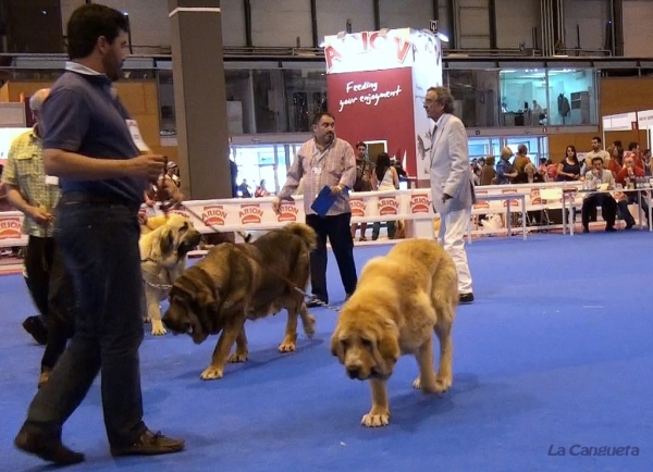 'Razas Españolas', International Spring Show, Madrid, Spain. 27.05.2012
Keywords: 2012