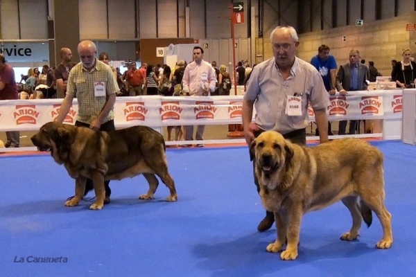 'Razas Españolas', International Spring Show, Madrid, Spain. 27.05.2012
Keywords: 2012