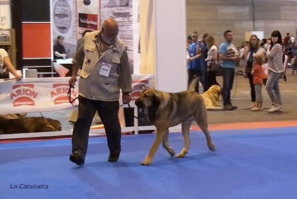 'Razas Españolas', International Spring Show, Madrid, Spain. 27.05.2012
Keywords: 2012