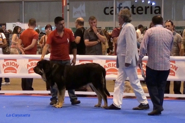 'Razas Españolas', International Spring Show, Madrid, Spain. 27.05.2012
Keywords: 2012