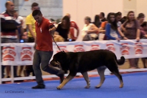 'Razas Españolas', International Spring Show, Madrid, Spain. 27.05.2012
Keywords: 2012