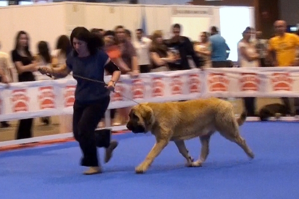 'Razas Españolas', International Spring Show, Madrid, Spain. 27.05.2012
Keywords: 2012