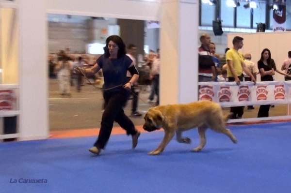 'Razas Españolas', International Spring Show, Madrid, Spain. 27.05.2012
Keywords: 2012