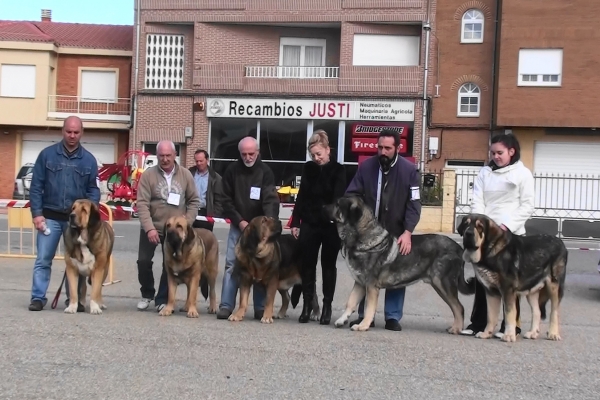 Final BIS - Mansilla de Las Mulas, León, 07.11.2010
Concurso del campeonato de León 2010 organizado por SOCALE el 7 de noviembre de 2010 en Mansilla de Las Mulas.

Left to right: Brenda de Filandón, Chiqui de Autocan, Montaña de Babia, Kimi de Reciecho, Tango de Filandón 
Keywords: 2010