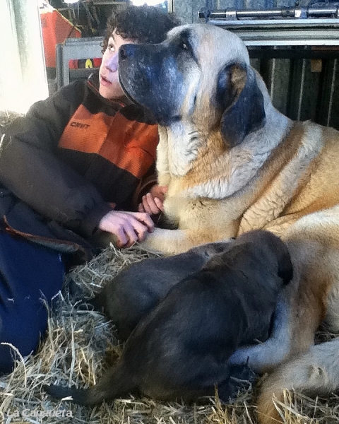 Camada al completo
Ramón con Triana y cachorras
