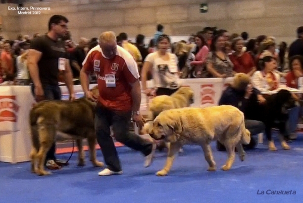 International Spring Show Madrid - 27.05.2012
Keywords: 2012