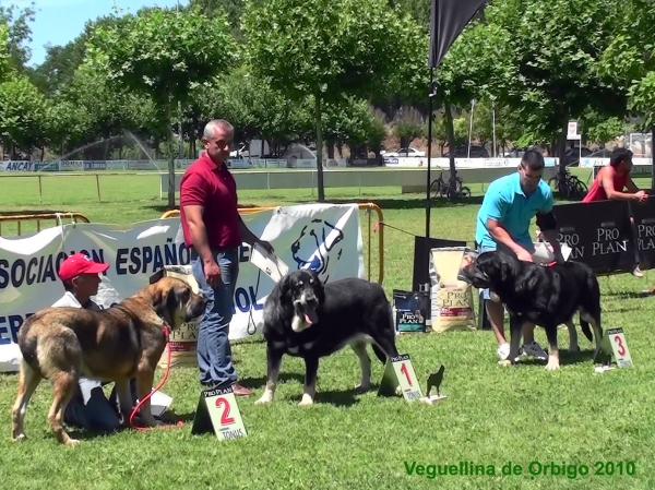 Intermedia Hembras: EXC 2ª Sira , EXC 1ª Cueta I de los Zumbos , EXC 3ª Anchoa de los Lirones - Veguellina de Órbigo, León, Spain (AEPME), 24.07.2010
Keywords: 2010