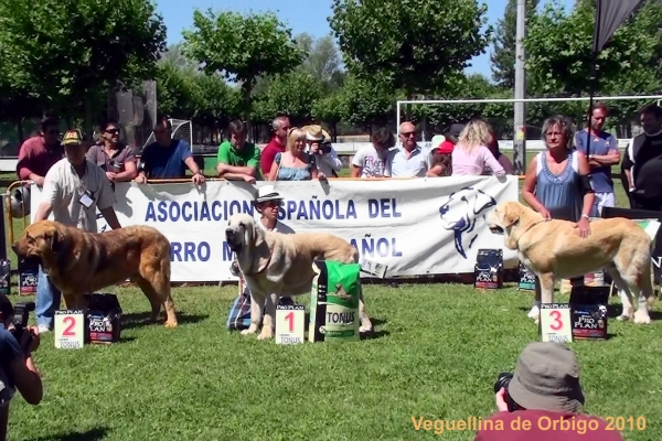 Intermedia Machos: Exc. 2º Roco de Autocan, Exc.1º Bach de Muxa, Exc. 3º Pancho de Torrestío - Veguellina de Órbigo, León, Spain (AEPME), 24.07.2010
Keywords: 2010