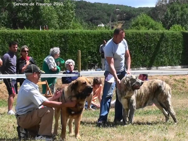 Exc 1ª Chiqui de Autocan, Exc 2ª Selena de los Montes Pravianos - Intermedia Hembras, Cervera de Pisuerga, Palencia, Spain (AEPME), 14.08.2010
Keywords: 2010