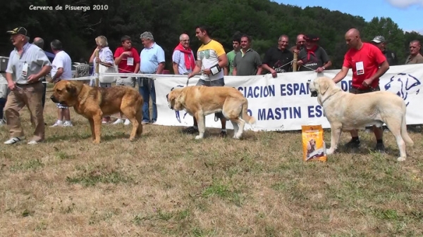 Exc 2º Roco de Autocan, Exc. 1º Pancho de Torrestío,  Exc 3º ? - Intermedia Machos, Cervera de Pisuerga, Palencia, Spain (AEPME), 14.08.2010
Keywords: 2010