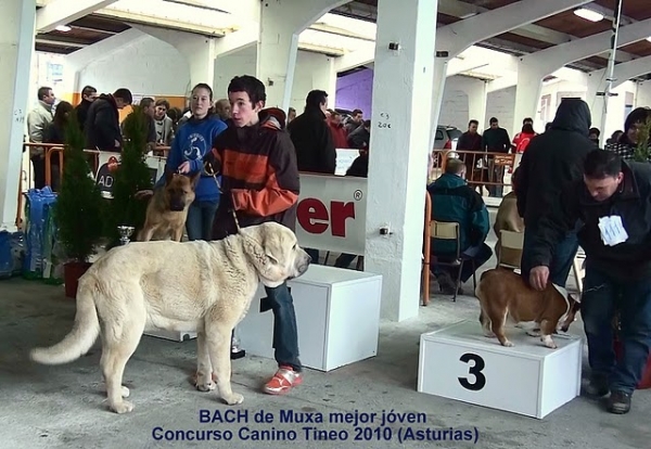 Bach en Tineo (Asturias) 2010
Mejor joven del concurso
Kľúčové slová: MatÃ­n EspaÃ±ol