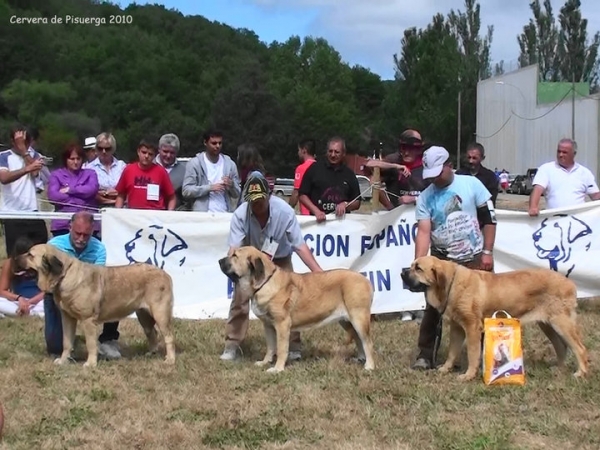 Exc 2ª Salima de la Vega del Rio Miera, Exc 1ª Bimba de Autocan, Exc 3ª Ceres de Tierra de Órbigo - Jóvenes Hembras, Cervera de Pisuerga, Palencia, Spain (AEPME), 14.08.2010
Keywords: 2010