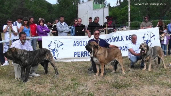 Exc 2º Jonas de Duelos y Quebrantos, Exc 1º Leal de Fonteferra,  Exc 3º Trabuco del Valle del Pisueña - Jóvenes Machos, Cervera de Pisuerga, Palencia, Spain (AEPME), 14.08.2010
Keywords: 2010