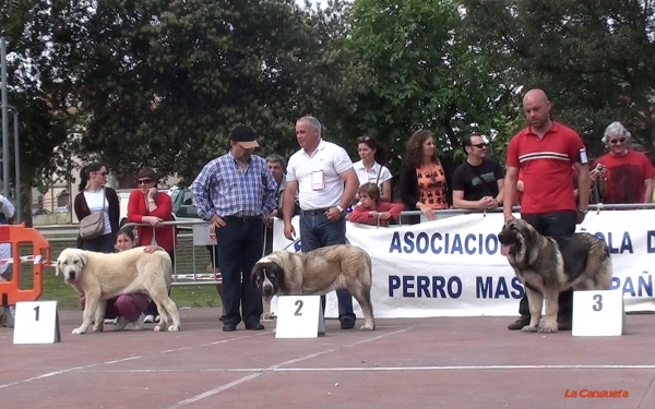 Julia de Loredo Mb 1º, Nala de Valle del Pisueña MB 2º, Luna del Filandon MB 3º - Cachorros Hembras, Loredo, Santander, Spain, 30.04.2011.
Keywords: 2011